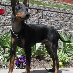 English Toy Terrier