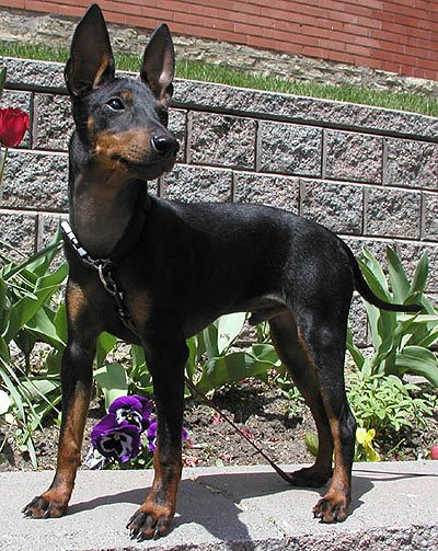 English Toy Terrier pe iarbă