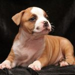 American Staffordshire Terrier