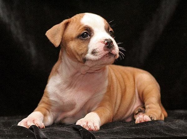 Foto de American Staffordshire Terrier