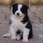 Karelian Bear Dog