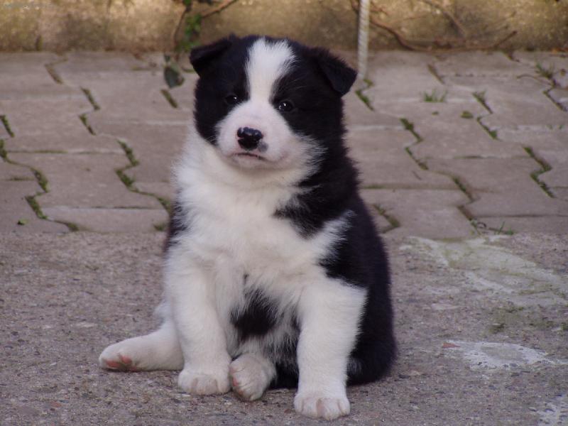 Карельський ведмежий собака фото