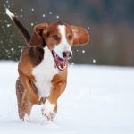 German Hound