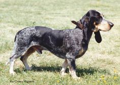 Small Swiss Hound (Lucerne Type) sur l'herbe