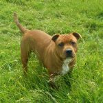 Staffordshire Bull Terrier