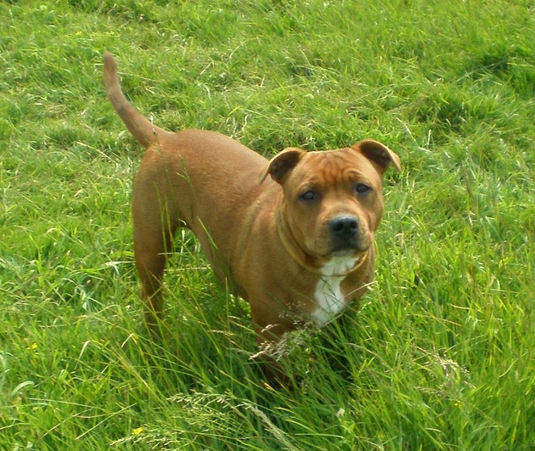 Staffordshire Bull Terrier