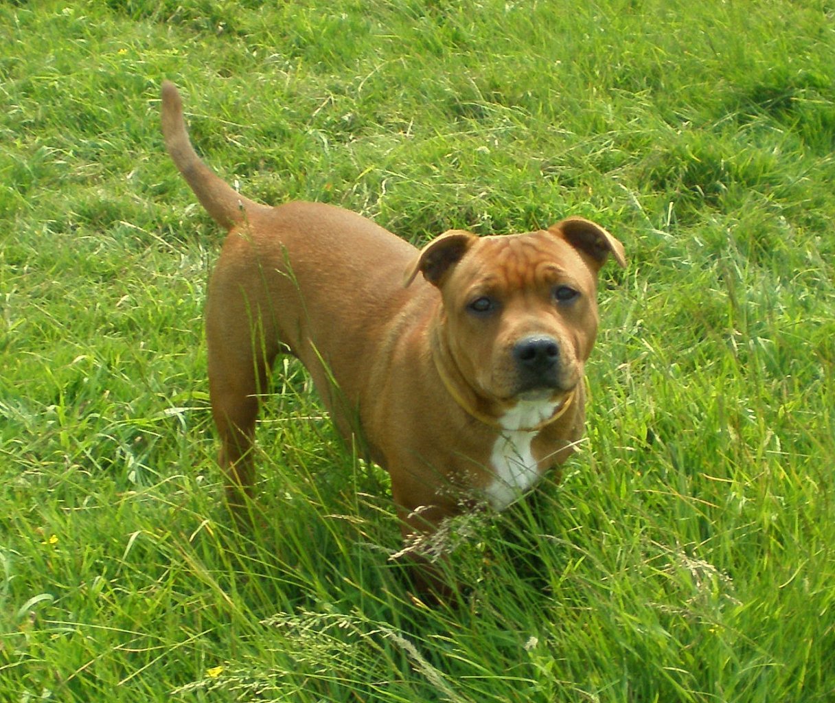 Staffordshire Bull Terrier photos