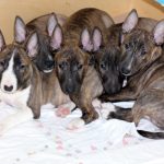 Miniature Bull Terrier