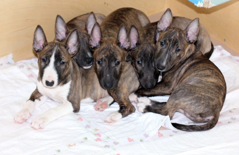 Miniature Bull Terrier