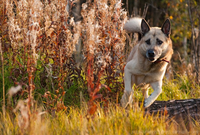 West Siberian Laika photo
