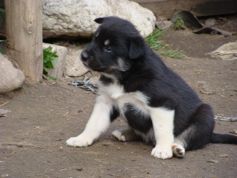 East Siberian Laika against a forest backdrop