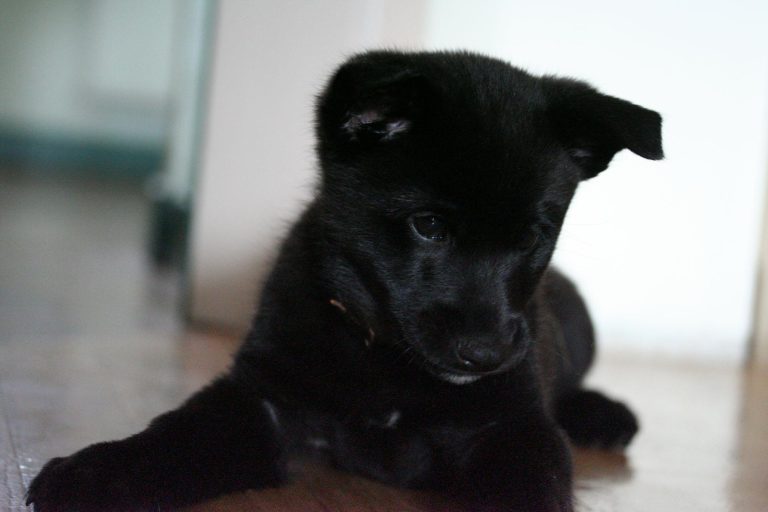 Czarny Norweski Elkhund