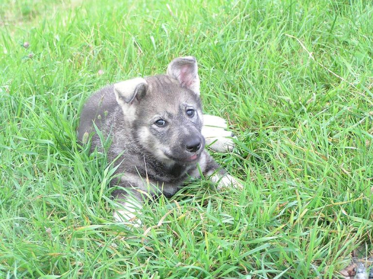 Jämthund (Szwedzki Elkhund)