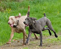 Shorthaired Weimaraner dog sitting on grass