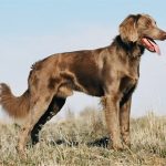 Langhaar-Weimaraner