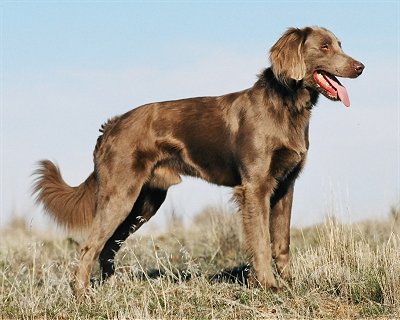 Weimaraner Langhaar