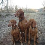 Ungarische Kurzhaar-Vizsla
