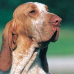 Bracco Italiano