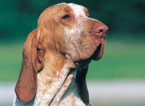 Bracco Italiano în natură