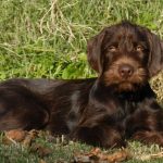 Pudelpointer