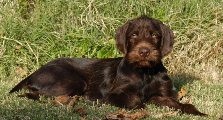 Pudelpointer