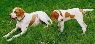 Saint Germain Pointer photo