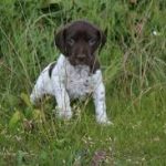 Altdänische Vorstehhund