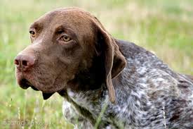 Side profile of a French Pointing Dog (Gascogne type) showing its build.