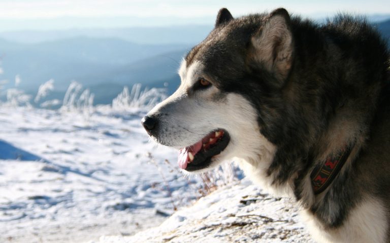 Alaskan Malamute
