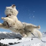 Самоїдський собака
