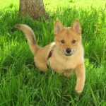 Finnish Spitz