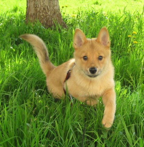 Finnish Spitz photo