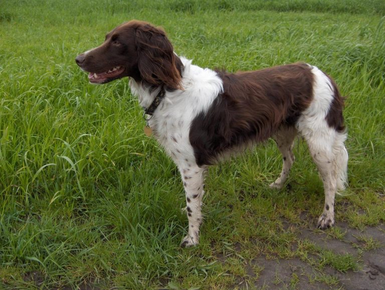 Kleiner Münsterländer