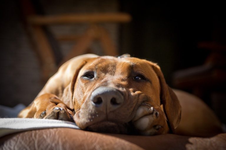 Rhodesian Ridgeback