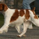 Бретонський еспаньйол
