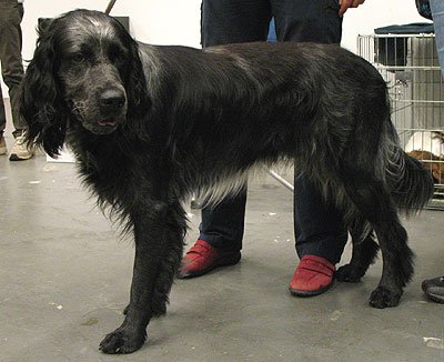 Błękitny spaniel pikardyjski zdjęcie