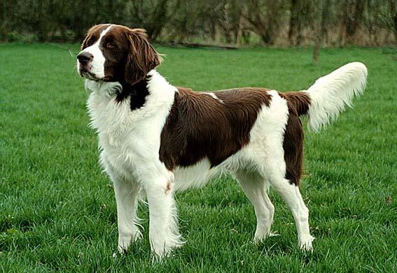 Дрентская куропатчатая собака
