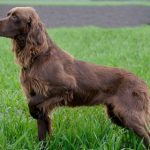 German Longhaired Pointer