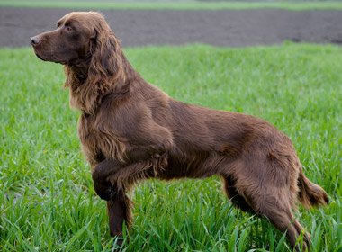 Pointer german cu par lung foto