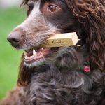 Pont-Audemer Spaniel