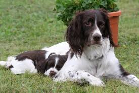 French Spaniel on a walk