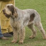 Spinone Italiano