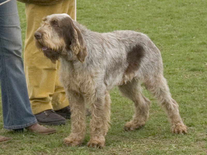 Spinone Italiano photo