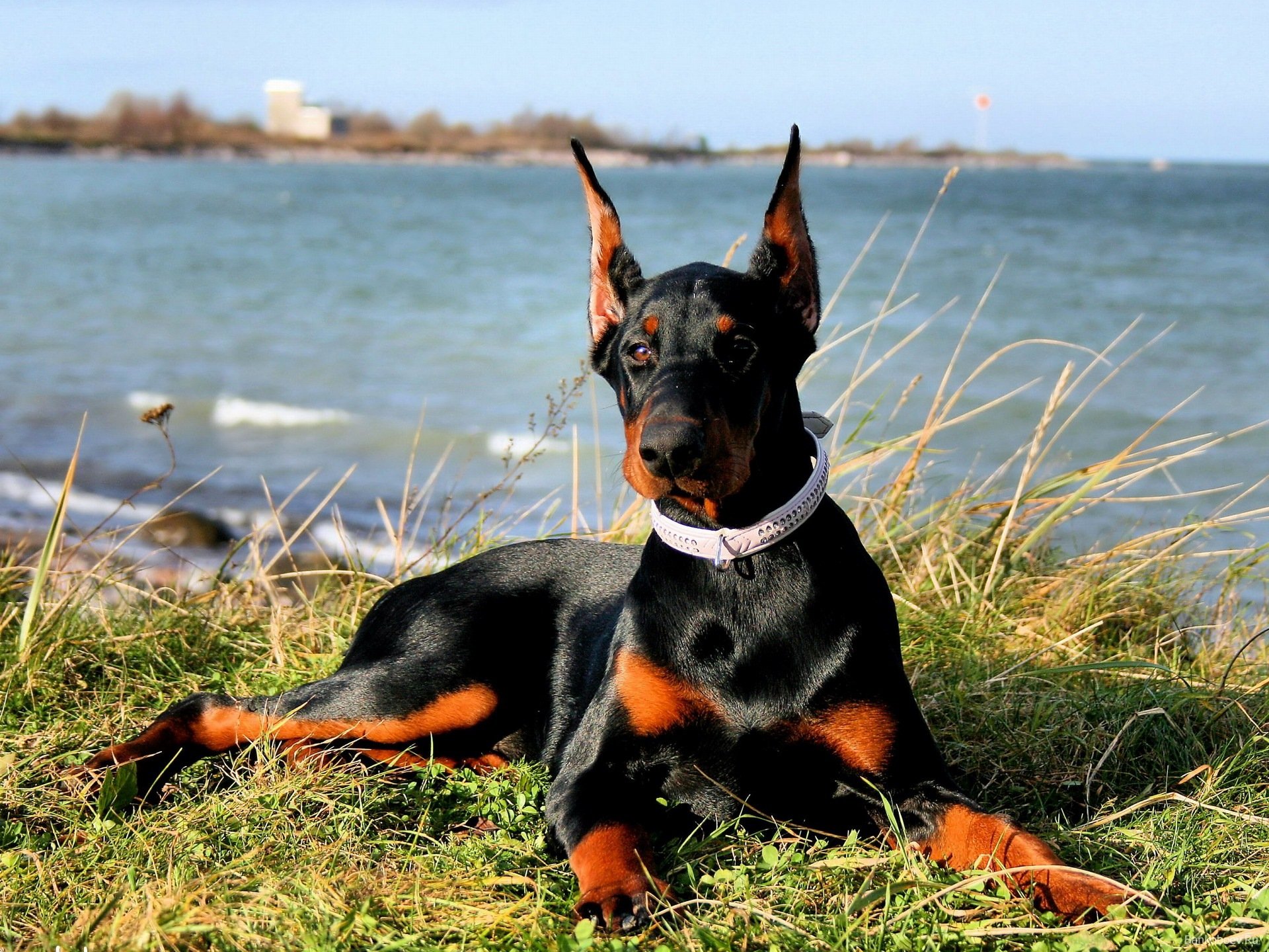 Fotos Doberman
