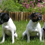 Cão fazendeiro da Dinamarca e Suécia (Gårdhund)