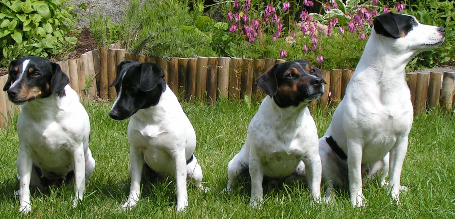 Photos du Chien de ferme dano-suédois