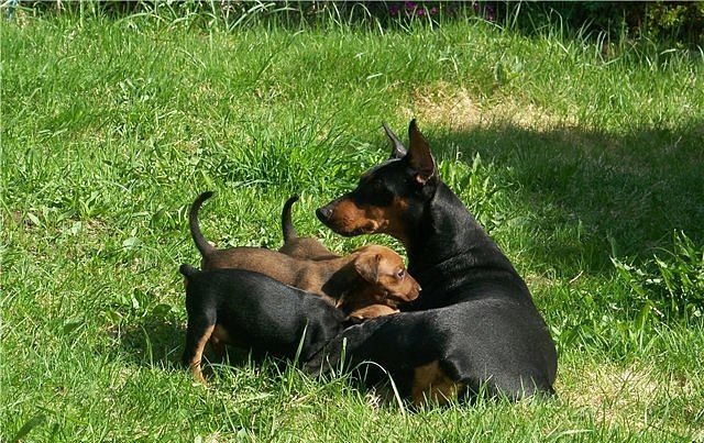 Pinscher Alemão foto