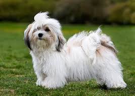 Bichon Havanais photo
