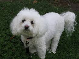 Bichon Frise logo