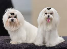 Logo de la race Bichon Maltais